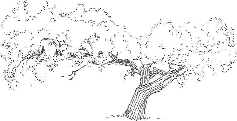 Árbol –imagen