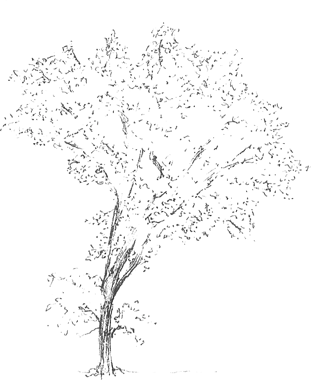 Árbol –imagen